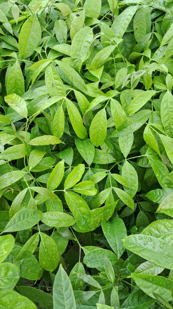 निःशुल्क पौध वितरण अभियान
